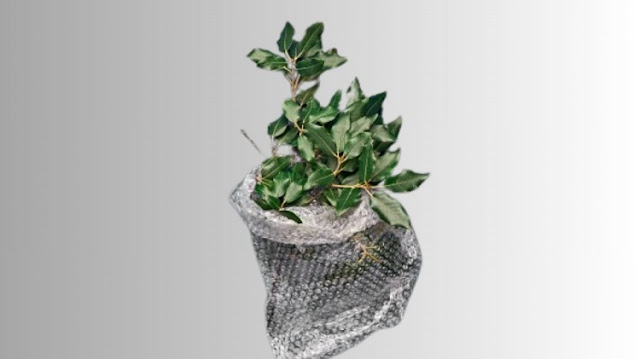 Biaya Kirim Tanaman Bunga dan Buah Lewat JNE Biaya Kirim Tanaman Bunga dan Buah Lewat JNE